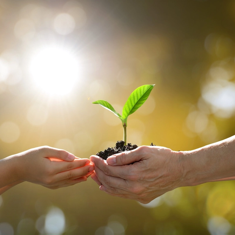 Hands gently hold a small green plant in soil against a sunlit background to symbolize growth and recovery at Serenity Grove.